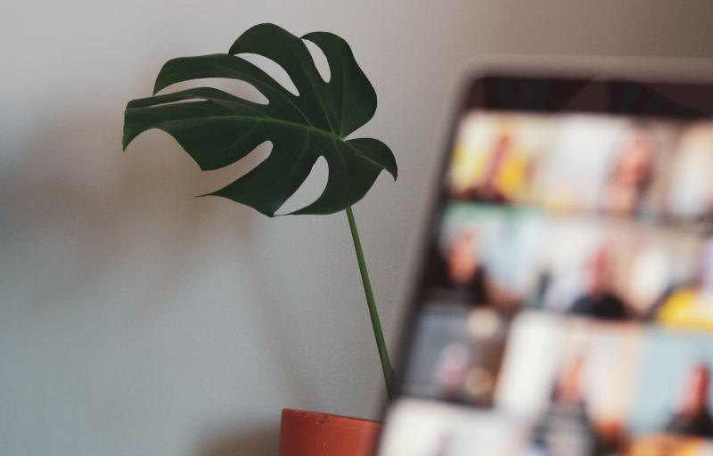 Pot plant and laptop